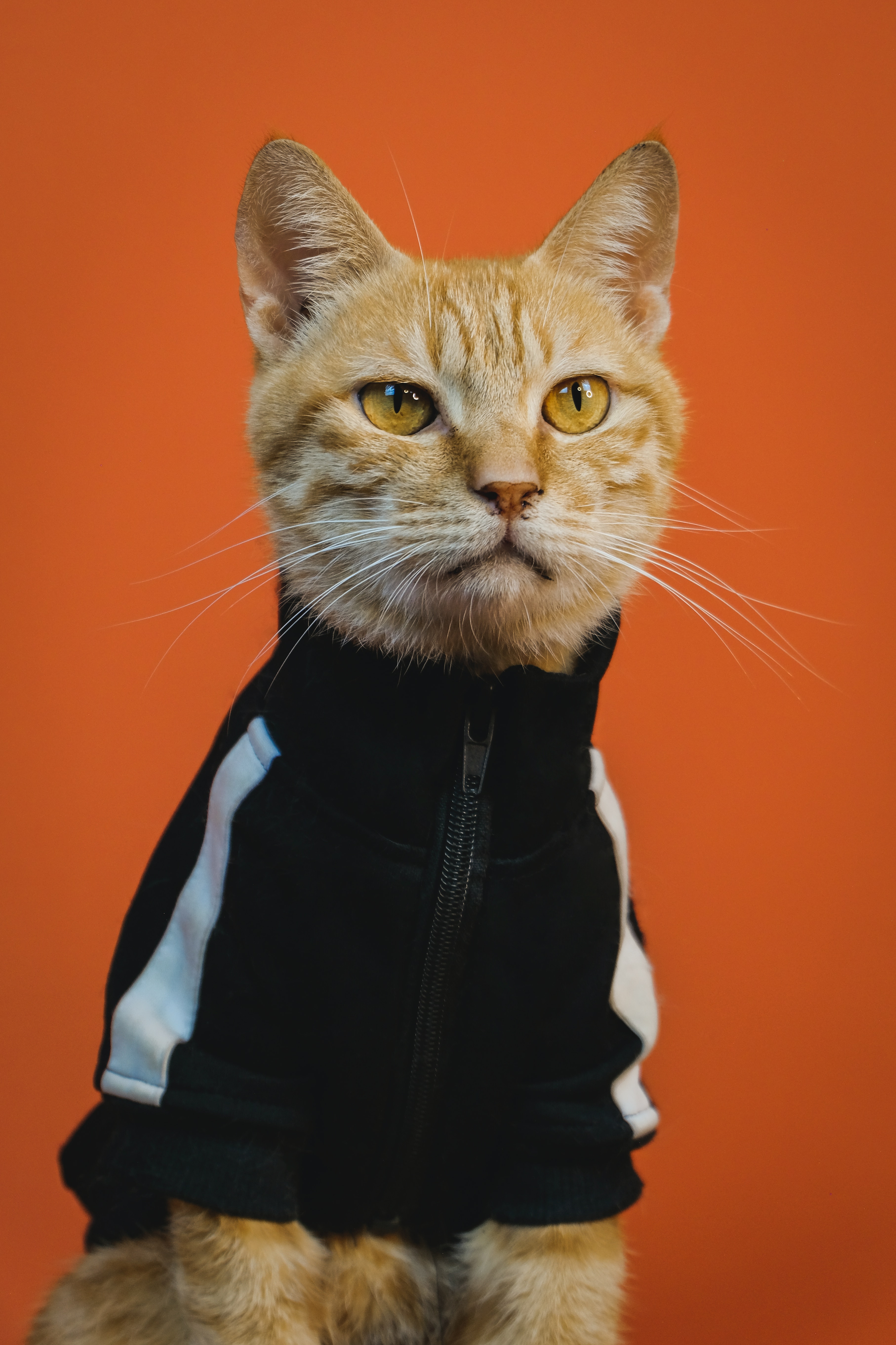 orange tabby cat wearing black and white jacket